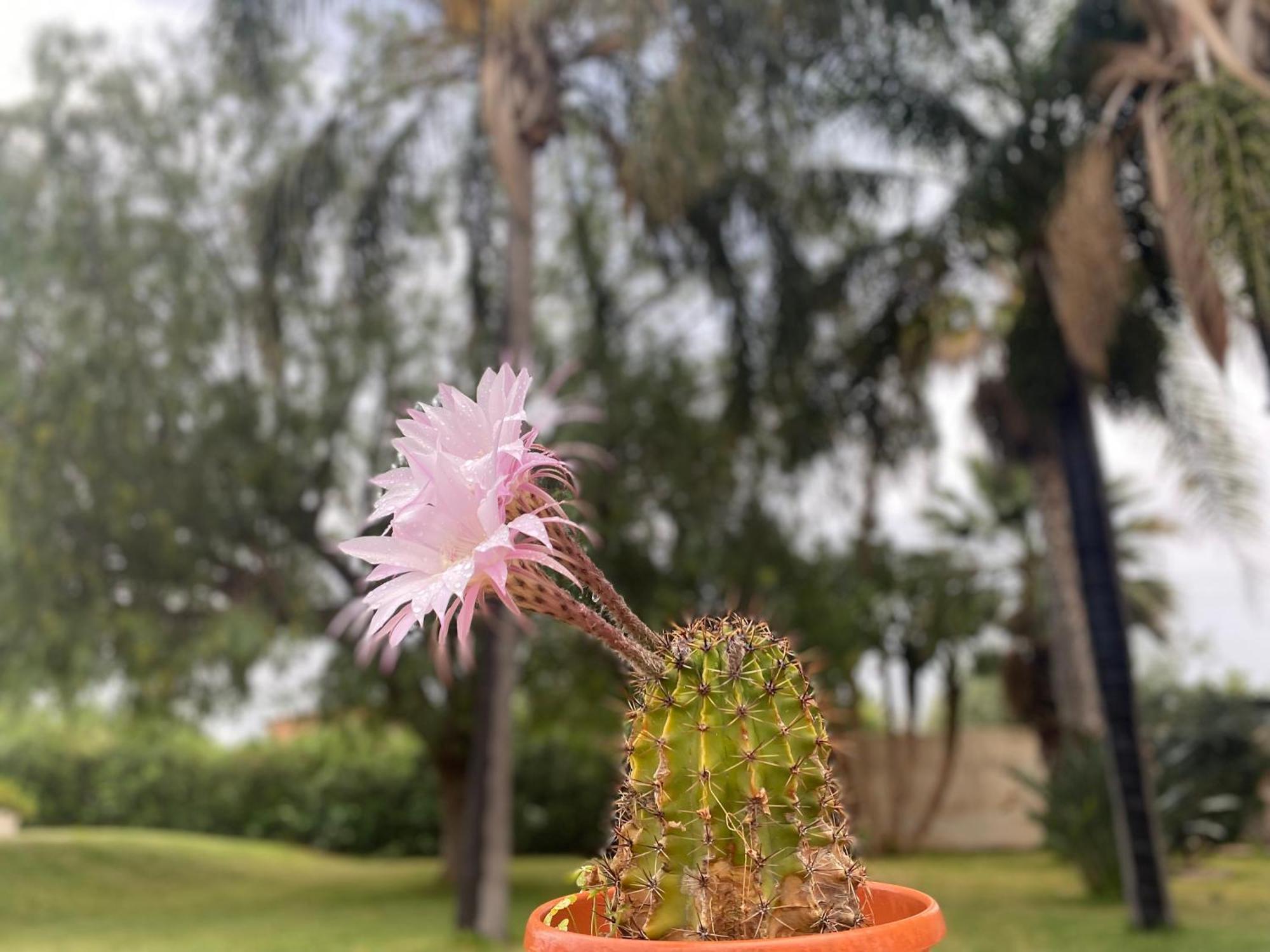 Villa Piruzzu Cv Torre Mulinazzo App P Cinisi Dış mekan fotoğraf